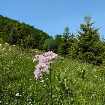 Kod Strica קופאוניק