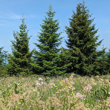 Apartmán Kod Strica Kopaonik